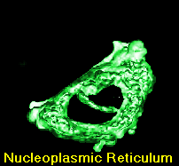 NucleoRet