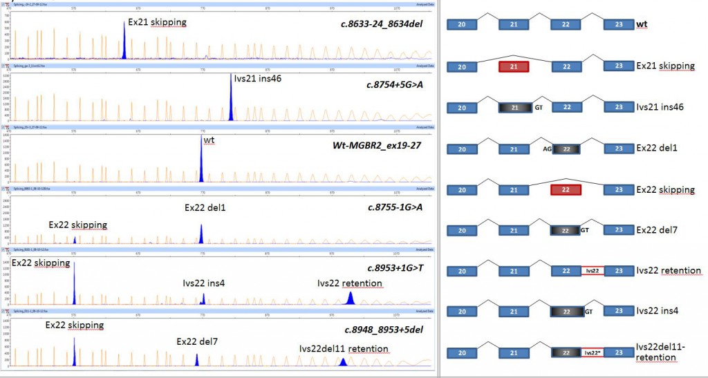 brca2-ex21-22-capillary-electrophoresis