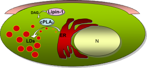 lipin_scheme